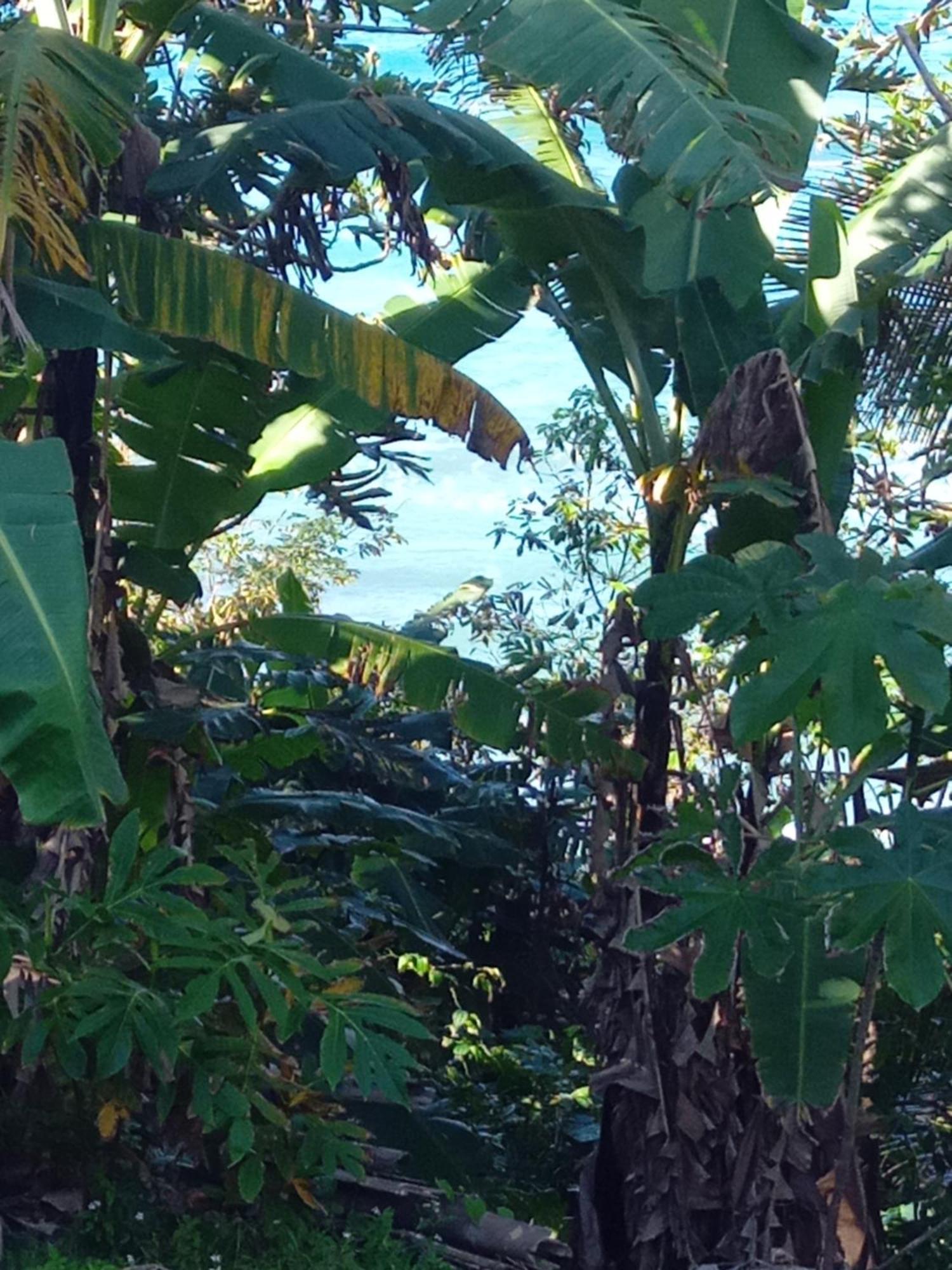 Barracuda Beach Hotel Port Antonio Exterior photo